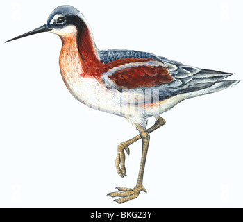 Wilson's phalarope Stockfoto