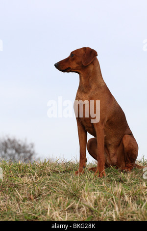 Deutscher Pinscher / Deutscher Pinscher Stockfoto