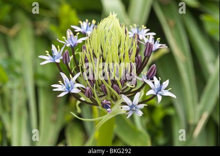 Riesige Blaustern (Scilla Peruviana) Blumen Garten spanischen Mittelmeerküste Stockfoto