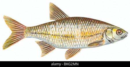 Golden shiner Stockfoto