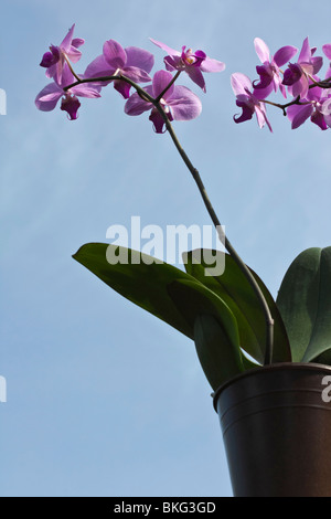 Pink Phalaenopsis amabilis Hybrid Motte Orchidee mit Blättern in einem Topf Nahaufnahme niedriger Winkel von unten niemand vertikalen Hintergrund in den USA Hi-res Stockfoto