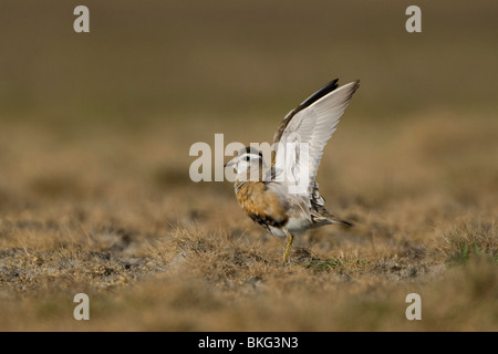 Erwachsene männliche Mornell erstreckt sich seine Flügel oben Stockfoto