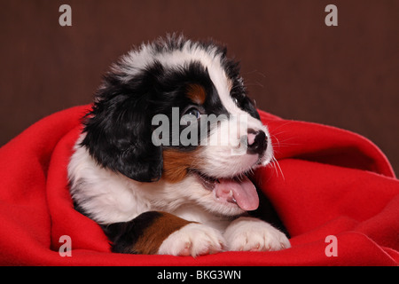 Großer Schweizer Sennenhund Welpe / Great Swiss Mountain Dog Welpen Stockfoto