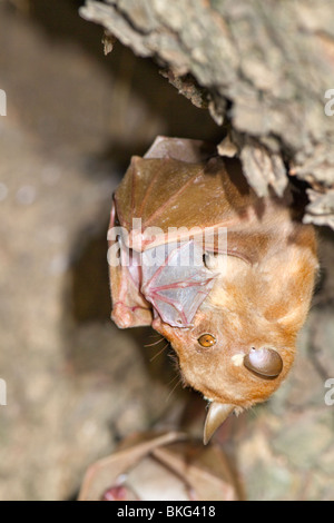 Weibliche Peters Zwerg-Epauletted-Fruchtfledermaus (Micropteropus pussilus), die das neugeborene Baby Caneroon pflegt Stockfoto