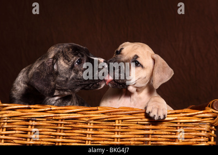 Dogo Canario Welpen / Dogo Canario Welpen Stockfoto