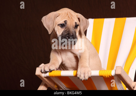 Dogo Canario Welpe / Dogo Canario Welpen Stockfoto