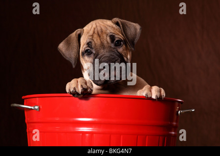 Dogo Canario Welpe / Dogo Canario Welpen Stockfoto
