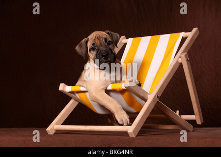 Dogo Canario Welpe / Dogo Canario Welpen Stockfoto
