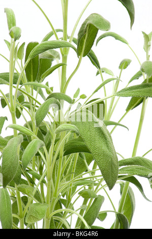 Nahaufnahme von Salbei Pflanze auf weißem Hintergrund Stockfoto