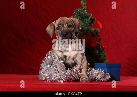 Dogo Canario Welpe / Dogo Canario Welpen Stockfoto