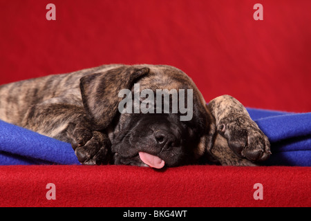 Dogo Canario Welpe / Dogo Canario Welpen Stockfoto