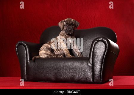 Dogo Canario Welpe / Dogo Canario Welpen Stockfoto