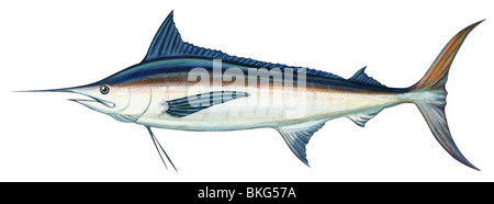 Blue marlin Stockfoto