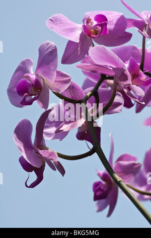 Pink Moth Orchidee Phalaenopsis amabilis schöne Blume auf blauem Himmel Hintergrund nah oben tief von unten niemand vertikal in den USA US Hi-res Stockfoto