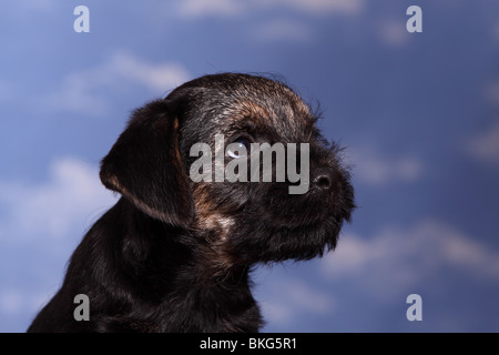 Border Terrier Welpe / Border Terrier Welpen Stockfoto