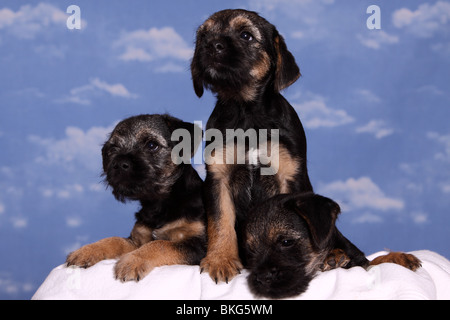 Border Terrier Welpen / Border Terrier Welpen Stockfoto