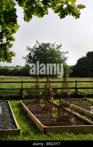 Pflanzlichen Hochbeete mit Bohne Wigwam unterstützt früh in der Vegetationsperiode UK Stockfoto