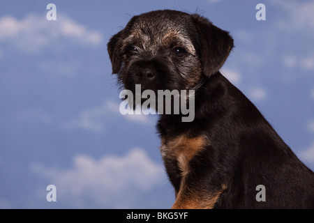 Border Terrier Welpe / Border Terrier Welpen Stockfoto