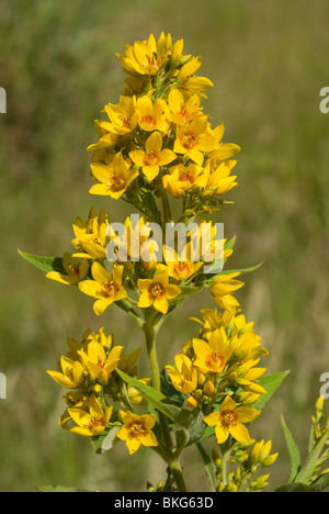 Gilbweiderich (Lysimachia Vulgaris) Stockfoto