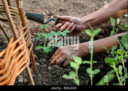 Eine weibliche Gärtner Pflanzen Zuckererbsen rund um eine Weide Kletterer UK Stockfoto