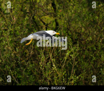 Weniger schwarz-unterstützte Möve durch grüne Wälder Stockfoto