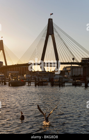 ANZAC Bridge und Pelikane, Sydney, New South Wales, Australien. Stockfoto
