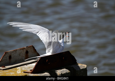 Forsters Tern Sterna Forsteri in der Zucht Gefieder mit Flügeln. Edwin B. Forsythe National Wildlife Refuge, NJ, USA Stockfoto