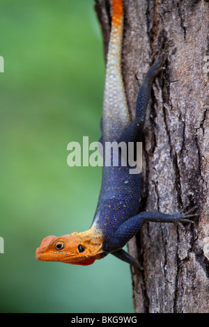 African Rainbow Agama (Agama agama), Kamerun. Stockfoto