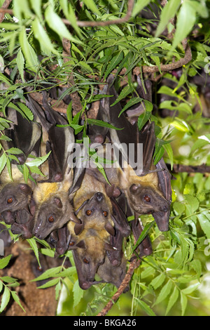 Eine Kolonie afrikanischer strohfarbener Obstfledermäuse (Eidolon helvum) in einem Baum in Zentralkenia Stockfoto
