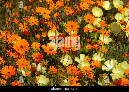 Ursinia Cakilefolia Gänseblümchen zusammen mit Grielum Humifosum in der Goegap Nature Reserve, Namaqualand, Südafrika Stockfoto