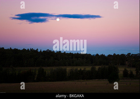 Kängurus im Sonnenuntergang, Hunter Valley, New-South.Wales, Australien. Stockfoto