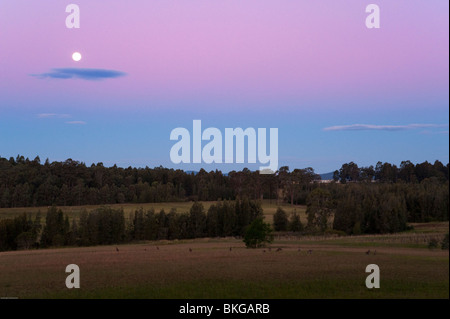 Kängurus im Sonnenuntergang, Hunter Valley, New-South.Wales, Australien. Stockfoto