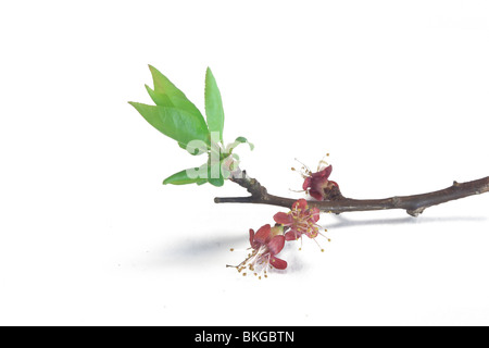 Blume und Blatt Hintergrund Aprikose (Prunus Armeniaca) Stockfoto