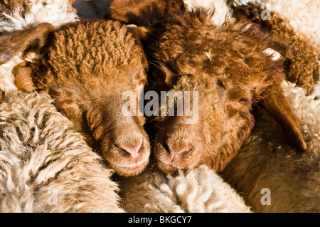 Markt-Szene in den Mittleren Atlas-Region von Marokko. Stockfoto