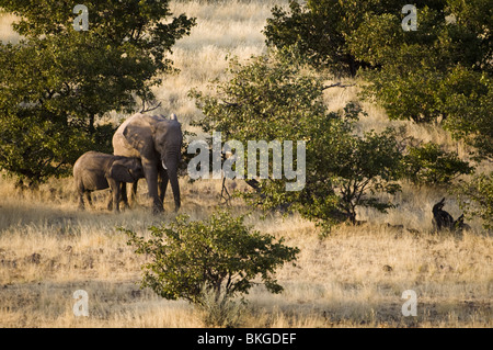 Angepasste Wüstenelefanten in der Palmwag Konzession, Kunene Region Norden Namibias. Stockfoto