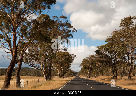 Eucaliptus flankieren die Straße, Armidale, New-South.Wales, Australien. Stockfoto