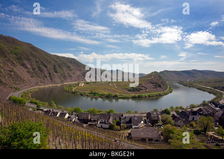 kurvenreiche Mosel River in der Nähe Dorf Bremm, Weinberge des Calmont Hügel im Vordergrund Stockfoto