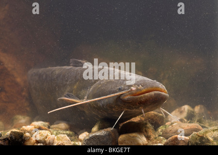 Porträt von einem Wels Wels Verlegung auf dem Boden eines Flusses Stockfoto