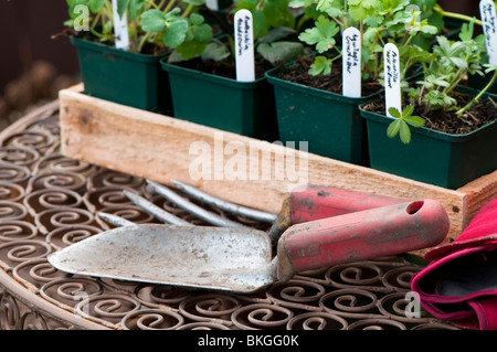 Hand-Kelle, Gabel, Gartenhandschuhe und eine Auswahl an Kinderzimmer angebaut krautige Pflanzen in Töpfen, im Garten zu Pflanzen bereit Stockfoto