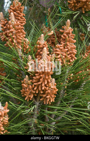 Aleppo-Kiefer (Pinus Halepensis var Ceciliae) männlichen Blüten mediterranen Garten Stockfoto