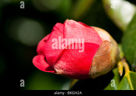 Camellia Japonica 'Adolphe Audusson' in Blüte im Frühjahr Stockfoto