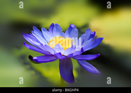 Blaue Seerose in Nahaufnahme Stockfoto