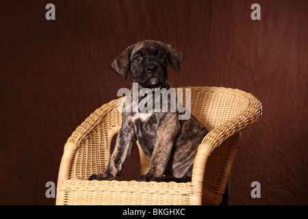 Dogo Canario Welpe / Dogo Canario Welpen Stockfoto