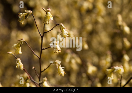 Blasses gelb blühenden Baum im Westonbirt Arboretum in Gloucestershire Stockfoto