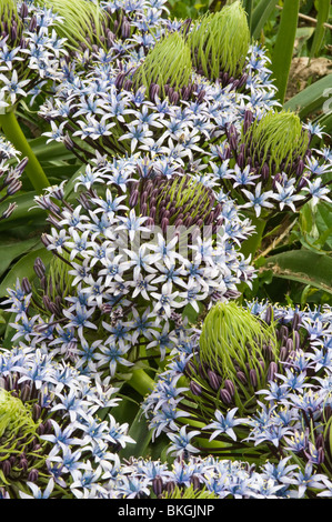 Riesige Blaustern (Scilla Peruviana) Blumen Garten spanischen Mittelmeerküste Stockfoto