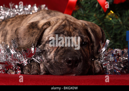 Dogo Canario Welpe / Dogo Canario Welpen Stockfoto
