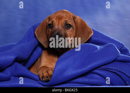 Rhodesian Ridgeback Welpe / Rhodesian Ridgeback Welpen Stockfoto