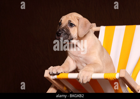 Dogo Canario Welpe / Dogo Canario Welpen Stockfoto