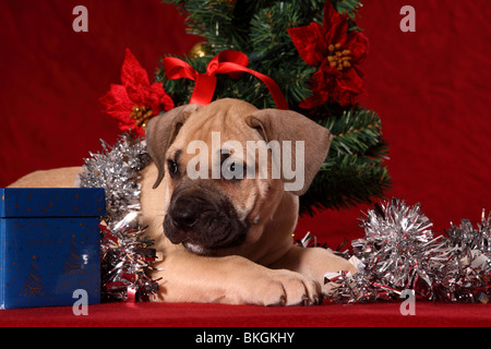 Dogo Canario Welpe / Dogo Canario Welpen Stockfoto