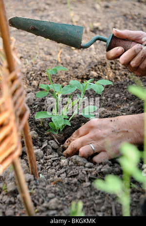 Eine weibliche Gärtner Pflanzen Zuckererbsen rund um eine Weide Kletterer UK Stockfoto